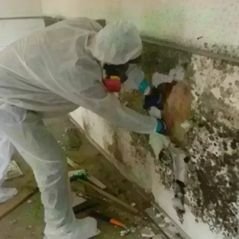 Mold Remediation and Removal in Stonewall County, TX